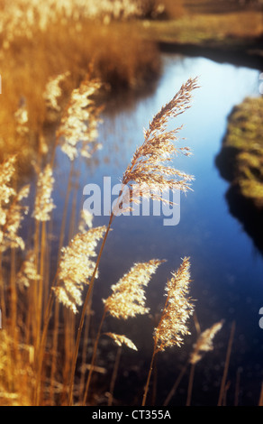 Phragmites Australis, Schilf, Segge Stockfoto