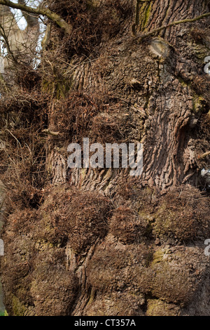 Englisch oder Pedunculate Eiche (Quercus Robur). Rissige Rinde von einem ausgewachsenen Baum mit viel Grat Wachstum am Stamm. Durch Stress verursacht. Stockfoto