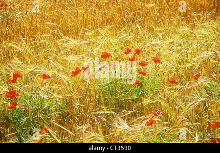 Hordeum Distichon, Gerste Stockfoto