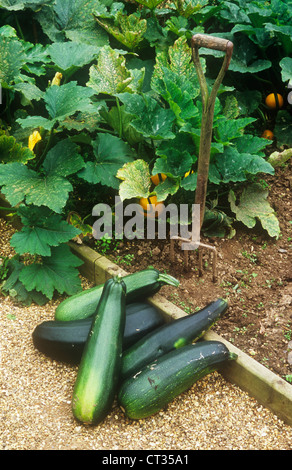 Cucurbita Pepo, Knochenmark Stockfoto