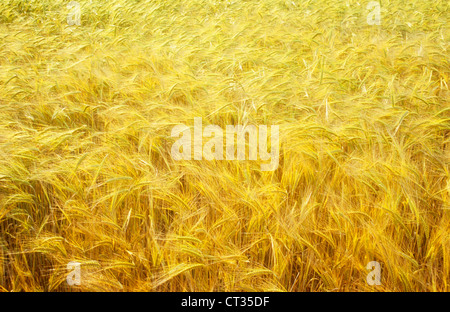 Hordeum Distichon, Gerste Stockfoto