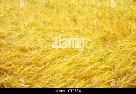 Hordeum Distichon, Gerste Stockfoto