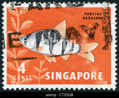 Abgebildeten Zierfisch Briefmarken gedruckt in Singapur, ist der Pentazona Widerhaken (Pontius Pentazona), ca. 1981 Stockfoto