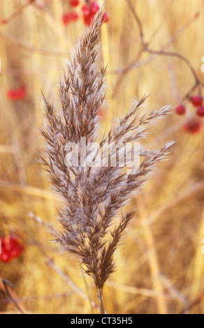 Phragmites Australis, Schilf, Segge Stockfoto