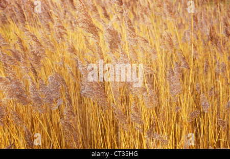 Phragmites Australis, Schilf, Segge Stockfoto