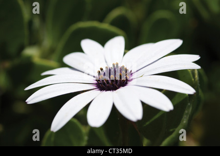 Osteospermum, Osteospermum, Cape daisy Stockfoto