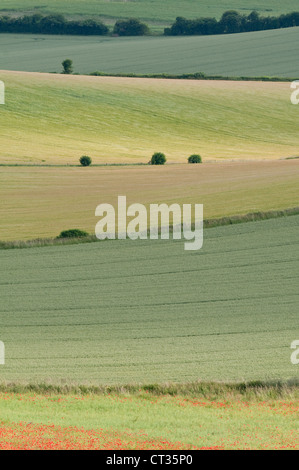 Papaver Rhoeas, Mohnfeld Stockfoto