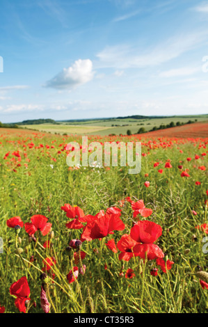 Papaver Rhoeas, Mohnfeld Stockfoto