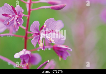 Chamerion Augustifolium, Rosebay Weidenröschen Stockfoto