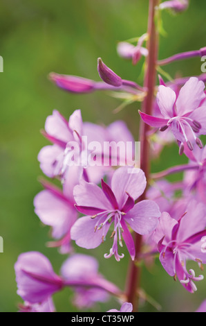 Chamerion Augustifolium, Rosebay Weidenröschen Stockfoto