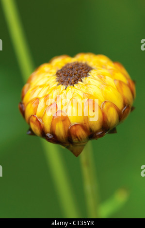 Helichrysum, ewige Blume Stockfoto