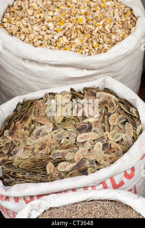 Zea Mays, Mais Stockfoto