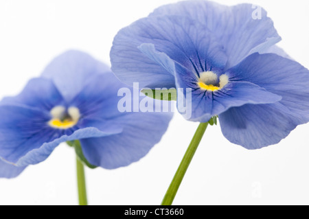 Viola Wittrockiana Stiefmütterchen Stockfoto