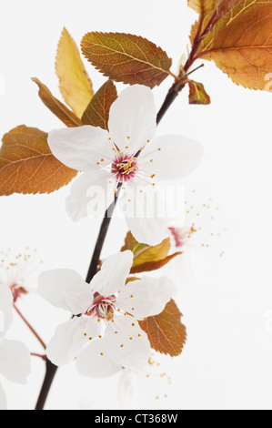 Prunus Sargentii, Kirsche Stockfoto