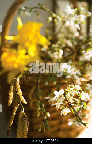 Prunus domestica, Pflaume Stockfoto