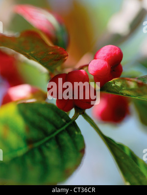 Euonymus Europaeus, Spindel Baum Stockfoto