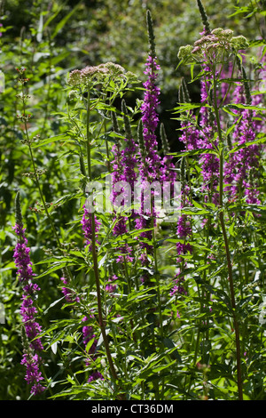 Lila - felberich (Lythrum salicaria). Feuchtgebiet blühende Pflanze. Hier wächst um Teich, Natural History Museum, London. Stockfoto