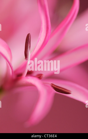 Schizostylis, Kaffir-Lilie Stockfoto