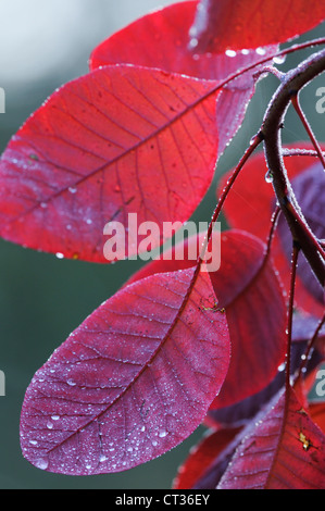 Cotinus Coggygria 'Red Beauty', Rauch Busch Stockfoto