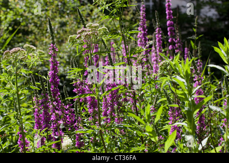 Lila - felberich (Lythrum salicaria). Feuchtgebiet blühende Pflanze. Hier wächst um Teich, Natural History Museum, London. Stockfoto