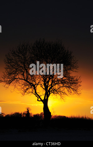 Fraxinus Excelsior, Esche Stockfoto