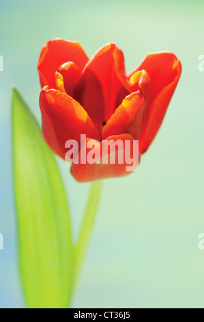 Tulipa Tulpe Stockfoto