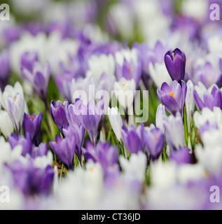 Krokus Stockfoto