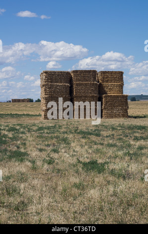 Ein Stapel von quadratische Heuballen unter blauem Himmel mit weißen Wolken Stockfoto