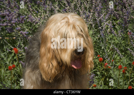 Otterhund-Kopfschuss Stockfoto