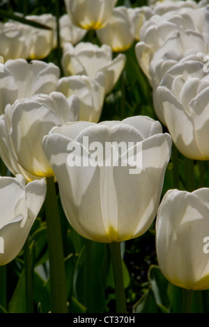 Tulpen blühen in einem Garten Stockfoto