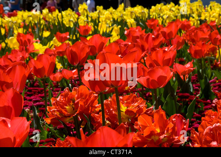 Tulpen blühen in einem Garten Stockfoto