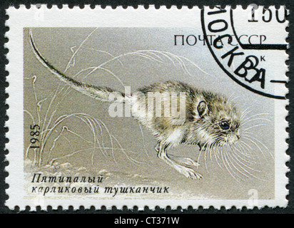 USSR-ca. 1985: eine Briefmarke gedruckt in der UdSSR, zeigt Cardiocranius Paradoxus, ca. 1985 Stockfoto