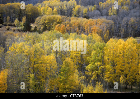 Autumn colors reflected in trees leaves Stockfoto