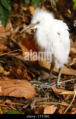 Silberreiher/Reiher portrait Stockfoto