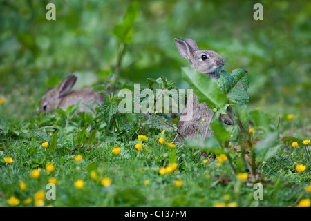 Kaninchen (Oryctolagus Cuniculus). Fütterung Dock verlässt (Rumex sp.). Stockfoto