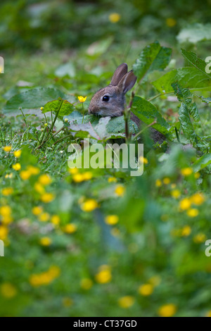 Kaninchen (Oryctolagus Cuniculus). Fütterung Dock verlässt (Rumex sp.). Stockfoto