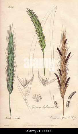 Roggen, Secale Cereale, Weizen, Triticum Aestivum und Mutterkorn oder angespornt Roggen, Secale Cornutum. Stockfoto