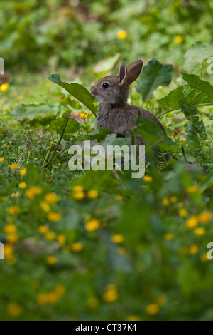 Kaninchen (Oryctolagus Cuniculus). Fütterung Dock verlässt (Rumex sp.). Stockfoto