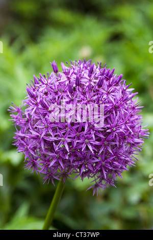 Allium 'Globemaster' in einem englischen Garten. Stockfoto