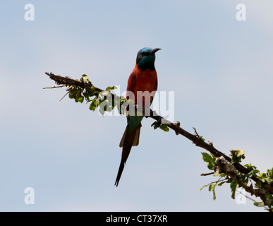 Nördlichen Carmine Bienenfresser (Merops Nubicus), Murchison Falls National Park, Uganda Stockfoto