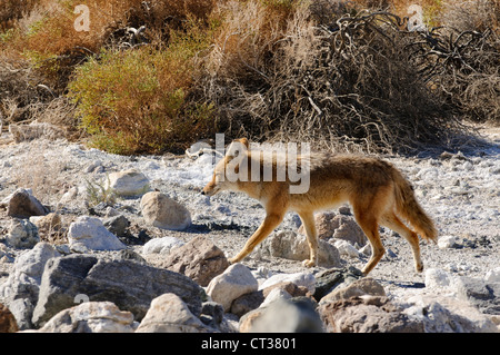 einsamer Coyote im Death Valley Stockfoto