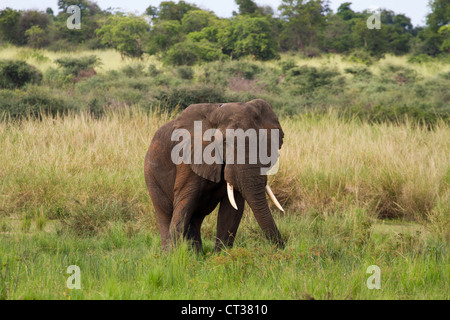 Männlichen afrikanischen Elefanten (Loxodonta Africana), Murchison Falls National Park, Uganda Stockfoto