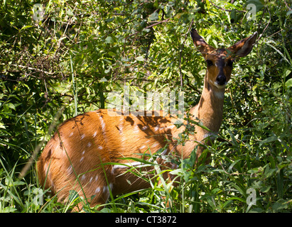 Weibliche Buschbock (Tragelaphus Sylvaticus), Murchison Falls National Park, Uganda Stockfoto