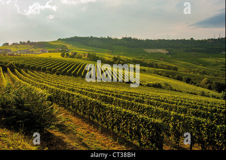 Italien-Piemont-Langhe, Weinberge auf der Straße zwischen Barolo und La Morra Stockfoto