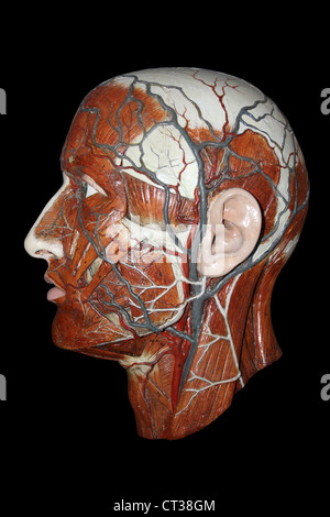 Anatomisches Modell des menschlichen Kopfes mit Arterien und Venen Stockfoto