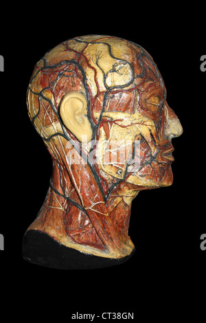 Wachs anatomisches Modell des menschlichen Kopfes mit Arterien und Venen Stockfoto