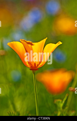 Kalifornischer Mohn Stockfoto