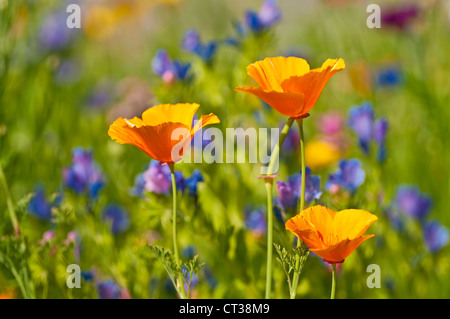 Kalifornischer Mohn Stockfoto