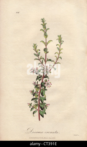 Ovale Blatt Buchu, Agathosma Crenulata. Stockfoto
