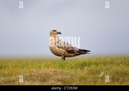 Great Skua Catharacta Skua auf einer Landzunge in Island Stockfoto